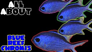 All About The Blue Reef Chromis or Blue Reef Damselfish [upl. by Yehus901]