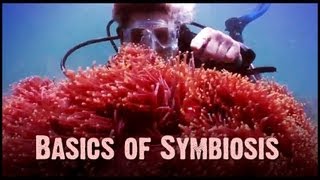 Symbiosis Mutualism Commensalism and Parasitism [upl. by Toffey]