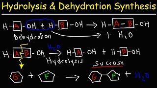 Hydrolysis and Dehydration Synthesis Reactions [upl. by Atrebor]