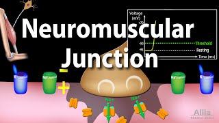 Neuromuscular Junction Animation [upl. by Lime795]