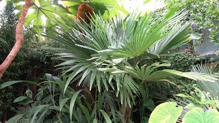 Trachycarpus sp Kumaon [upl. by Aicala]