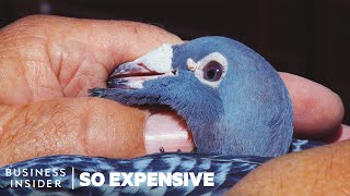 Why Racing Pigeons Are So Expensive  So Expensive [upl. by Nageet118]