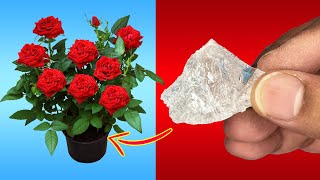 USE THIS IN YOUR GARDEN  5 POWERFUL USES OF ALUM POWDER IN GARDENING  FLOWERING amp PEST CONTROL [upl. by Sugden]