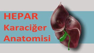 Hepar  Karaciğer Anatomisi [upl. by Odille]