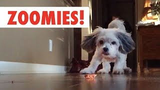 Zoomies  The Fastest Pet Compilation of the Year  The Pet Collective [upl. by Alius]