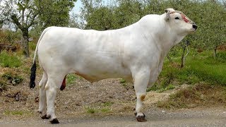 Chianina Beef Cattle  World’s Largest Domesticated Cattle Breed [upl. by Wolram741]