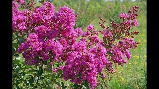 TOUT SAVOIR SUR LE LILAS D’ÉTÉ ET BIEN LE TAILLER Lagerstroemia [upl. by Carter]